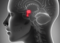 МРТ гипофиза: когда и зачем это нужно?