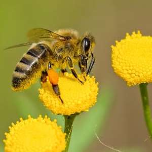 Пчелиная перга