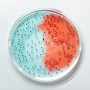 Что такое бактерия
